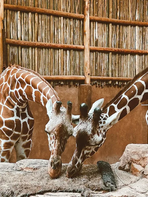Auckland Zoo’s unexpected charm on rainy school holiday visit