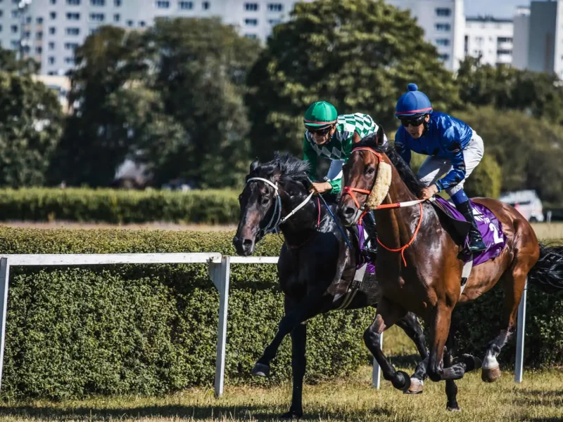 Once a national ritual, the Melbourne Cup now stirs mixed feelings